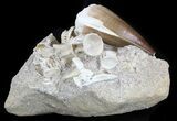 Mosasaur Tooth With Shark Tooth & Vertebra #35091-1